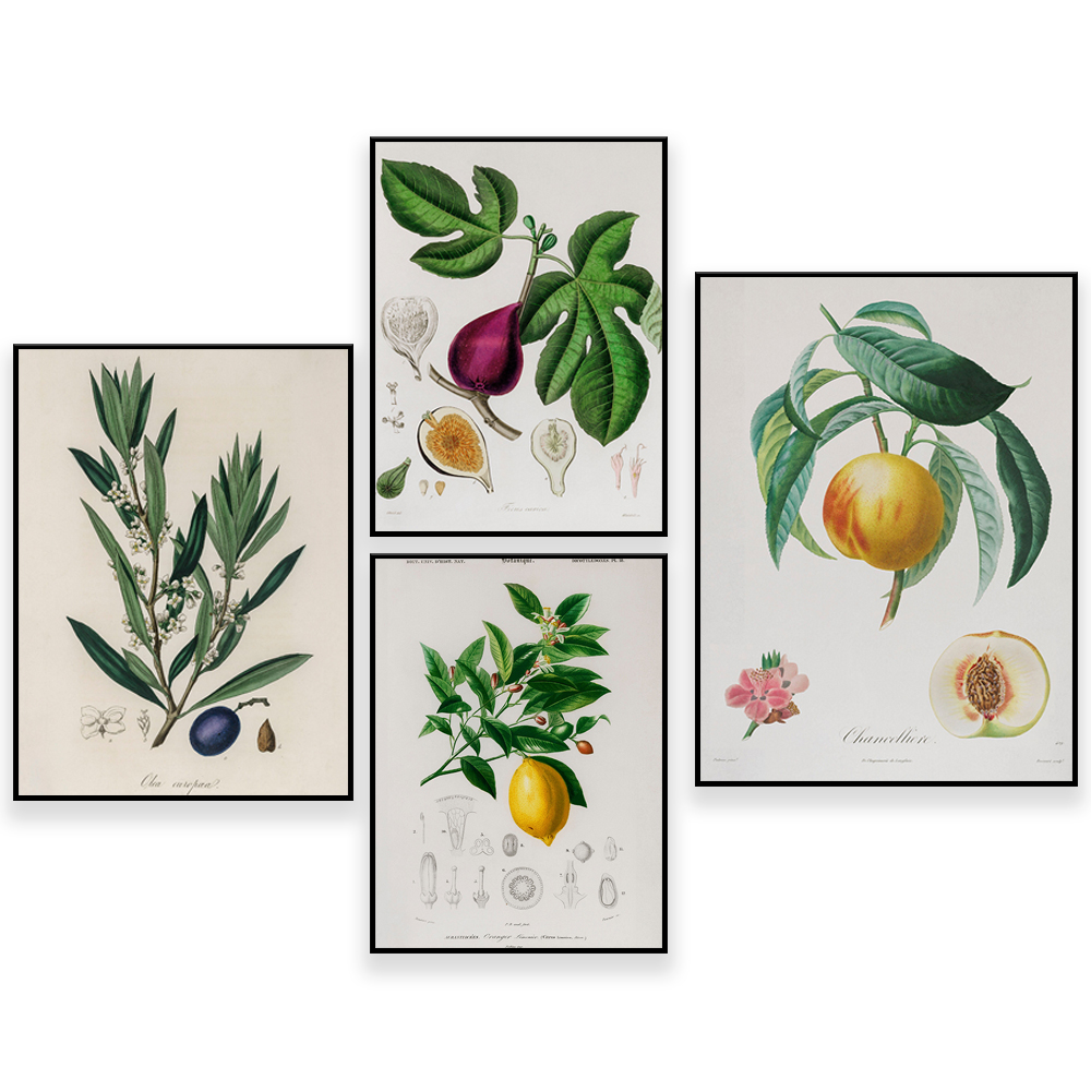 Medical Botany Vintage Illustr - đánh giá và giá Plant Jackfruit